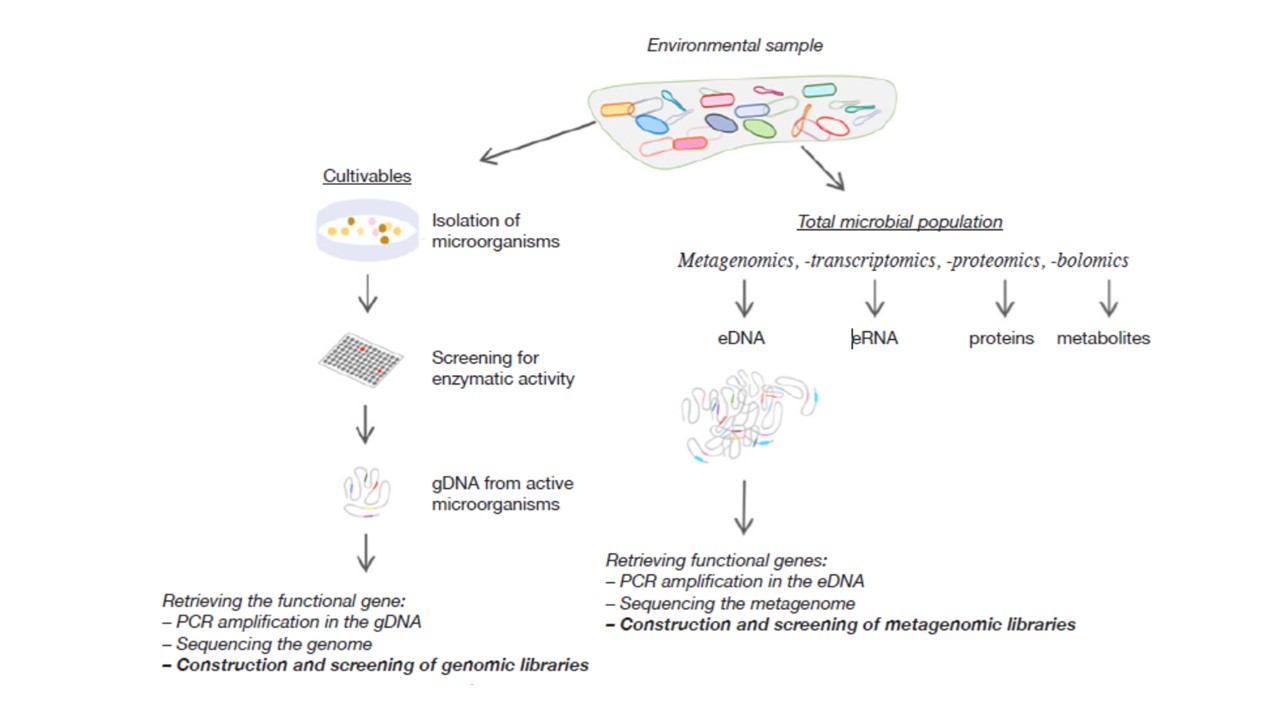 Novel enzymes identification from environmental sample